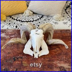 Crâne de vrai mouton avec taxidermie longhorns, art osseux du crâne d un vrai animal