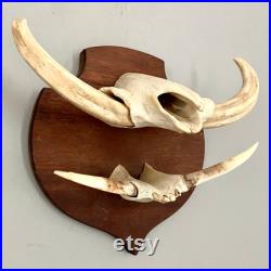 Crâne de warthog de taxidermie monté sur le bouclier en bois