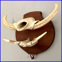 Crâne de warthog de taxidermie monté sur le bouclier en bois