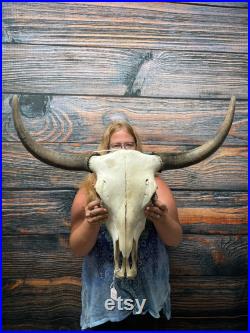 Crâne de yak soigné avec cornes Vache Animal Mont Unique Cadeau de Noël Tête de jardin décor homme grotte cabane pelouse cour d art artisanat fourniture vaudou longhorn