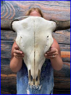 Crâne de yak soigné avec cornes Vache Animal Mont Unique Cadeau de Noël Tête de jardin décor homme grotte cabane pelouse cour d art artisanat fourniture vaudou longhorn