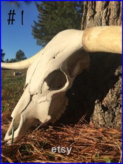Crâne écossais de bétail de montagne, crâne véritable de vache pour la décoration ou l'art de DIY