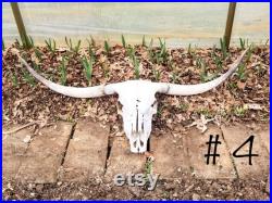 Crâne écossais de bétail de montagne, crâne véritable de vache pour la décoration ou l'art de DIY