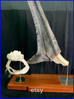 Crâne et queue réels de requin de batteuse