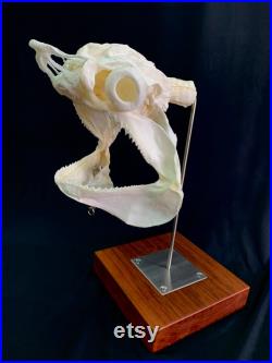 Crâne et queue réels de requin de batteuse