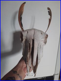 Crâne herbivore