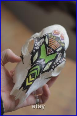 Crâne peint de cerf de chevreuil. Inka inspiré.