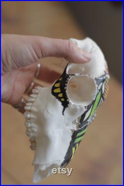 Crâne peint de cerf de chevreuil. Inka inspiré.