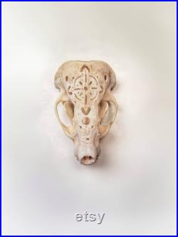 Crâne sculpté, crâne de blaireau, crâne réel, sculpture de crâne, art d os, crâne, taxidermie, bizarreries, curiosités, art foncé, vrai os, gothique, curio
