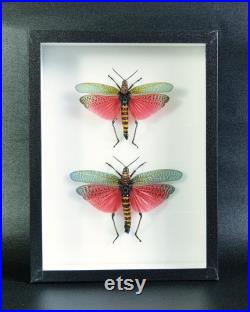Criquet naturalisé sous cadre entomologique Phymateus saxosus couple (Insecte, entomologie, taxidermie, curiosité)