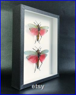 Criquet naturalisé sous cadre entomologique Phymateus saxosus couple (Insecte, entomologie, taxidermie, curiosité)
