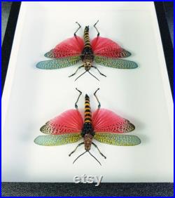 Criquet naturalisé sous cadre entomologique Phymateus saxosus couple (Insecte, entomologie, taxidermie, curiosité)