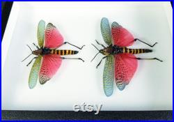 Criquet naturalisé sous cadre entomologique Phymateus saxosus couple (Insecte, entomologie, taxidermie, curiosité)