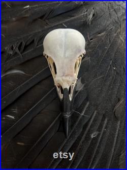 Crow Skull (slight damage) Crow Skull (slight damage)