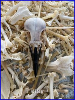 Crow Skull (slight damage) Crow Skull (slight damage)