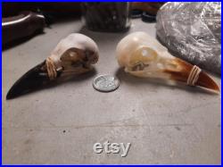Crow Skull (slight damage) Crow Skull (slight damage)