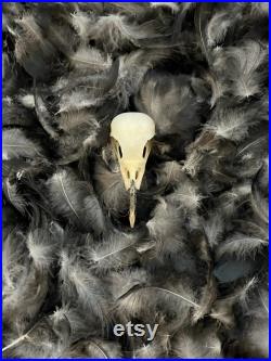 Crow Skull (slight damage) Crow Skull (slight damage)