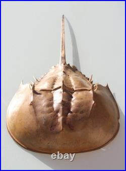 Curiosité, taxidermie limule