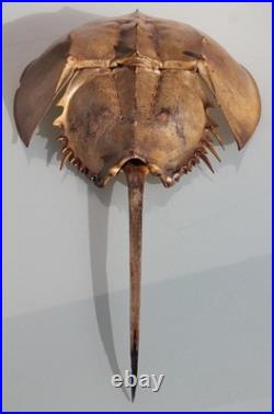 Curiosité, taxidermie limule