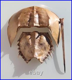Curiosité, taxidermie limule
