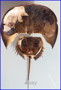Curiosité, taxidermie limule