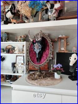 Curiosités and Bizarreries Skull Skull Frame Deco Collection Taxidermie Sika Deer Skull sur Brass Frame Vintage avec Couronne et Broche