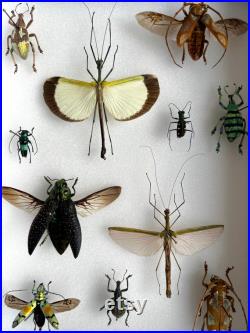 Curiosités pastel Différents coléoptères et bâtons de marche Cadre unique en son genre entomologie éthique France