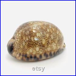 Cypraea Arabica, coquillage, porcelaine, cabinet de curiosité, cypraea, coquillage collection, coquillage porcelaine, coquillage marron