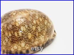 Cypraea Arabica, coquillage, porcelaine, cabinet de curiosité, cypraea, coquillage collection, coquillage porcelaine, coquillage marron