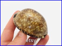 Cypraea Arabica, coquillage, porcelaine, cabinet de curiosité, cypraea, coquillage collection, coquillage porcelaine, coquillage marron