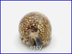 Cypraea Arabica, coquillage, porcelaine, cabinet de curiosité, cypraea, coquillage collection, coquillage porcelaine, coquillage marron