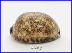 Cypraea Arabica, coquillage, porcelaine, cabinet de curiosité, cypraea, coquillage collection, coquillage porcelaine, coquillage marron