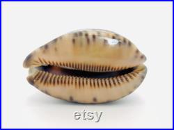 Cypraea Arabica, coquillage, porcelaine, cabinet de curiosité, cypraea, coquillage collection, coquillage porcelaine, coquillage marron