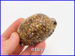 Cypraea Arabica, coquillage, porcelaine, cabinet de curiosité, cypraea, coquillage collection, coquillage porcelaine, coquillage marron
