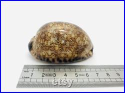 Cypraea Arabica, coquillage, porcelaine, cabinet de curiosité, cypraea, coquillage collection, coquillage porcelaine, coquillage marron