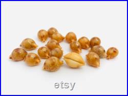 Cypraea Bistrinotata, petit coquillage, cauri, porcelaine, cabinet de curiosité, coquillage de collection, taxidermie, coquillage orange