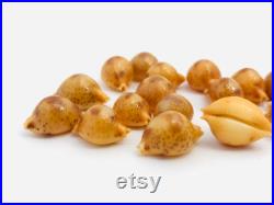 Cypraea Bistrinotata, petit coquillage, cauri, porcelaine, cabinet de curiosité, coquillage de collection, taxidermie, coquillage orange