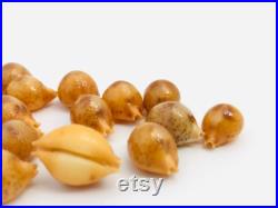 Cypraea Bistrinotata, petit coquillage, cauri, porcelaine, cabinet de curiosité, coquillage de collection, taxidermie, coquillage orange