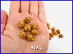 Cypraea Bistrinotata, petit coquillage, cauri, porcelaine, cabinet de curiosité, coquillage de collection, taxidermie, coquillage orange