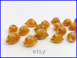 Cypraea Bistrinotata, petit coquillage, cauri, porcelaine, cabinet de curiosité, coquillage de collection, taxidermie, coquillage orange