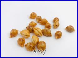 Cypraea Bistrinotata, petit coquillage, cauri, porcelaine, cabinet de curiosité, coquillage de collection, taxidermie, coquillage orange