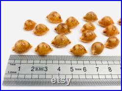 Cypraea Bistrinotata, petit coquillage, cauri, porcelaine, cabinet de curiosité, coquillage de collection, taxidermie, coquillage orange