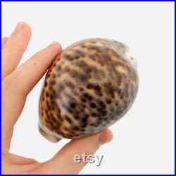 Cypraea Tigris, gros coquillage, porcelaine, cauri, cabinet de curiosité, taxidermie, décoration coquillage, idée cadeau