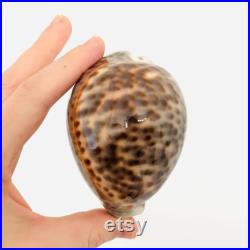 Cypraea Tigris, gros coquillage, porcelaine, cauri, cabinet de curiosité, taxidermie, décoration coquillage, idée cadeau