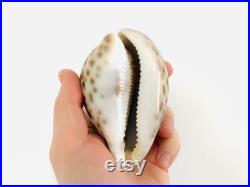 Cypraea Tigris, gros coquillage, porcelaine, cauri, cabinet de curiosité, taxidermie, décoration coquillage, idée cadeau