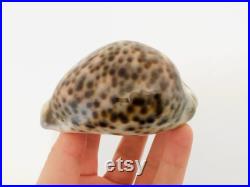 Cypraea Tigris, gros coquillage, porcelaine, cauri, cabinet de curiosité, taxidermie, décoration coquillage, idée cadeau