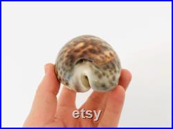Cypraea Tigris, gros coquillage, porcelaine, cauri, cabinet de curiosité, taxidermie, décoration coquillage, idée cadeau