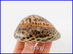 Cypraea Tigris, gros coquillage, porcelaine, cauri, cabinet de curiosité, taxidermie, décoration coquillage, idée cadeau