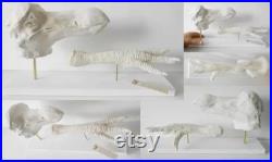 DODO head and foot casts