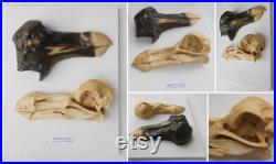DODO head and skull casts